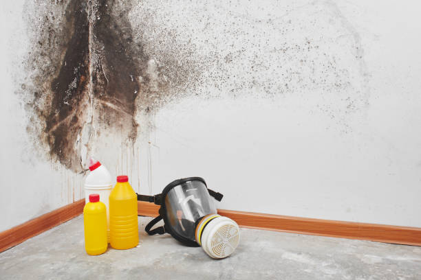 Certified Mold Removal in Chesaning, MI