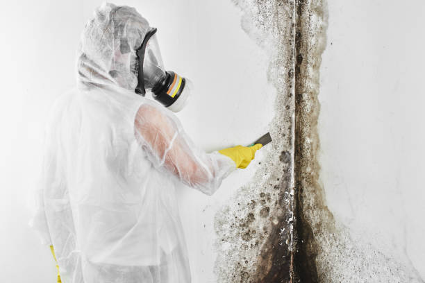 Mold Testing and Removal in Chesaning, MI