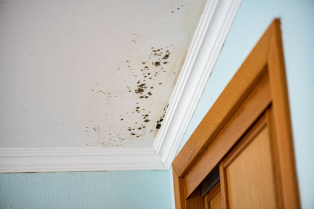 Best Black Mold Removal  in Chesaning, MI