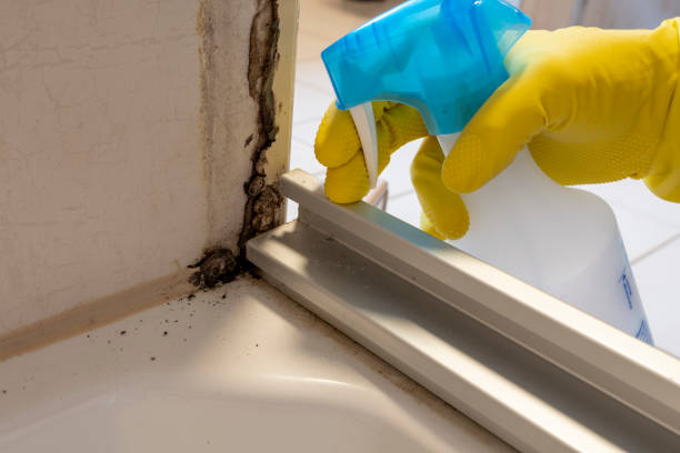 Best Mold Remediation  in Chesaning, MI