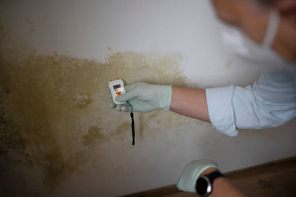 Best Best Mold Removal Companies  in Chesaning, MI