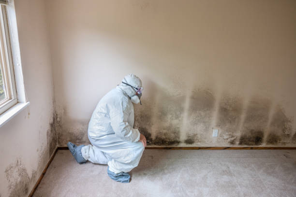 Mold Removal Process in Chesaning, MI