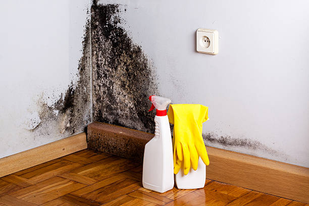 Best Attic Mold Removal  in Chesaning, MI